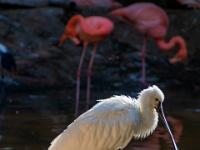 Löffelreiher im Gegenlicht